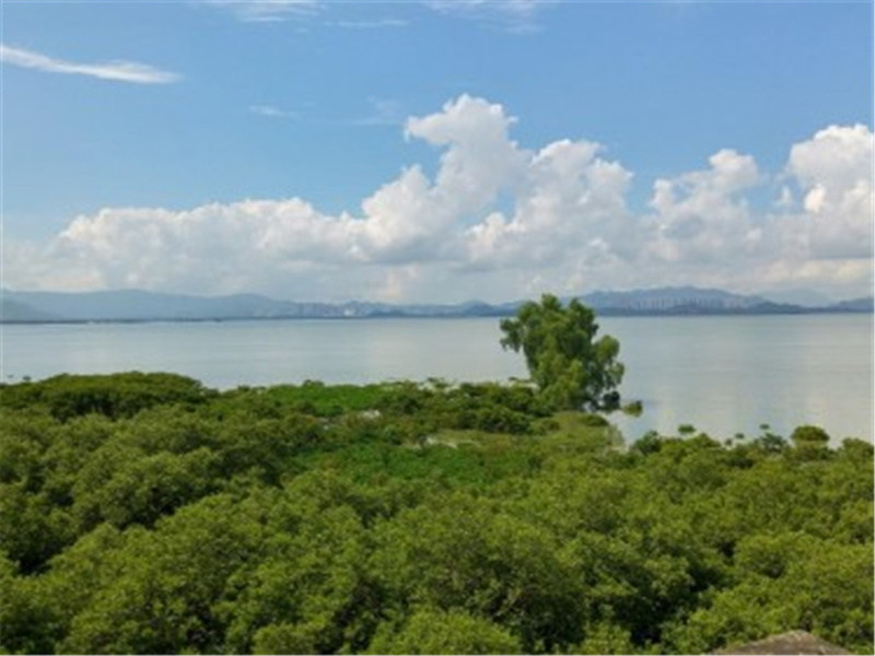 助力湾区合作，香港都会大学与深圳共建红树林湿地研发中心